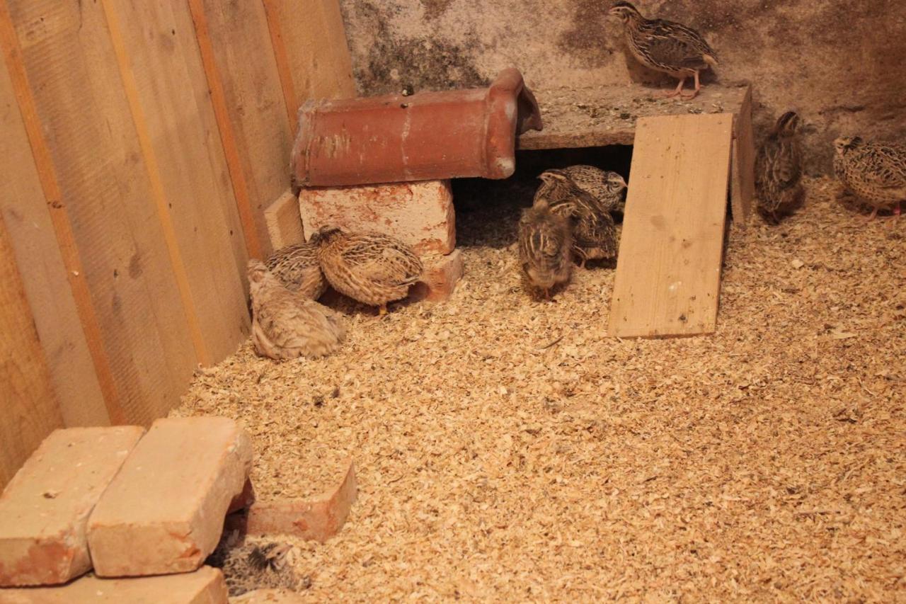 Ferienwohnungen Zwergbachhof Haunsheim Kültér fotó